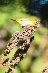 Leiothlypis ruficapilla