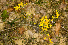 Genista scorpius