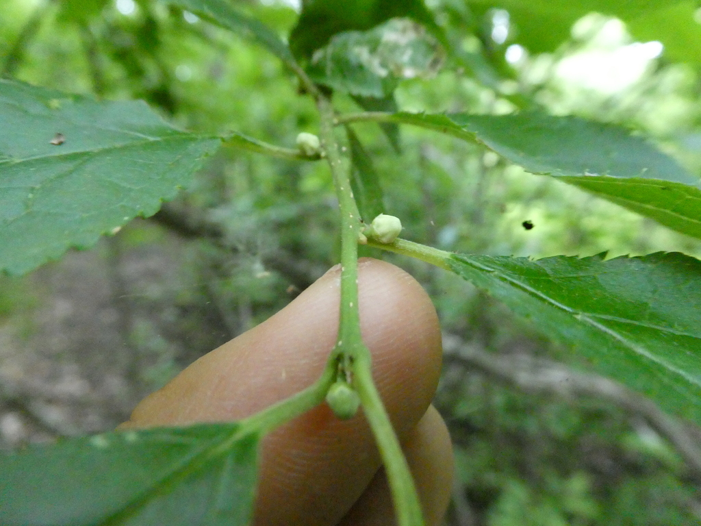 Ilex verticillata, North Hero, VT 05474, USA