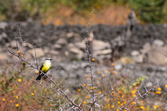 Tyrannus melancholicus