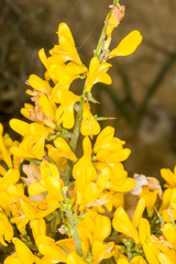 Genista scorpius