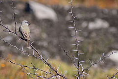 Tyrannus melancholicus