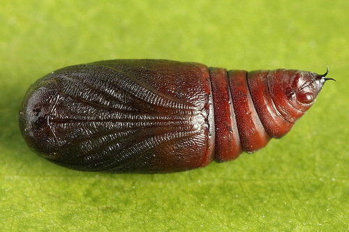 Small Quaker