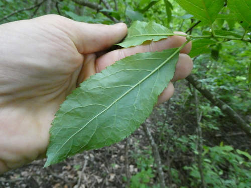Ilex verticillata