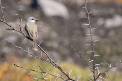 Tyrannus melancholicus