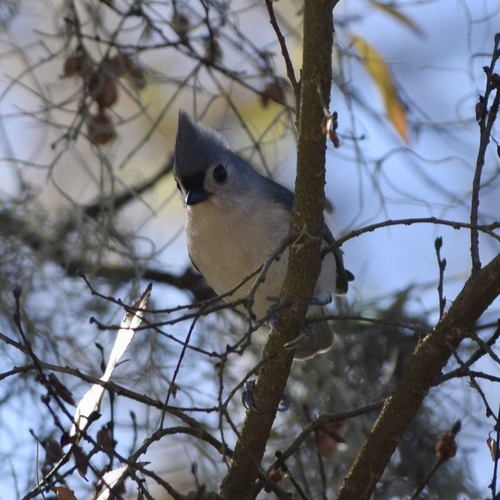 Baeolophus bicolor image