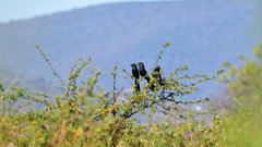 Crotophaga sulcirostris