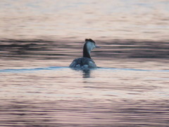 Podiceps cristatus