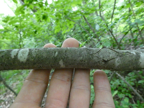 Ilex verticillata