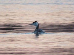 Podiceps cristatus