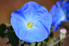 Ipomoea tricolor