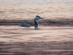 Podiceps cristatus