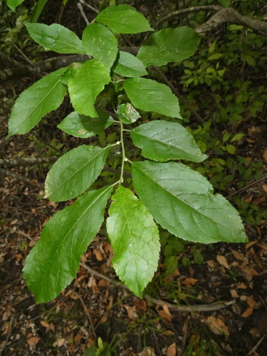 Ilex verticillata