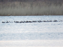 Phalacrocorax carbo