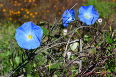 Ipomoea tricolor