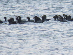 Phalacrocorax carbo