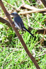 Polioptila caerulea