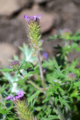 Glandularia bipinnatifida
