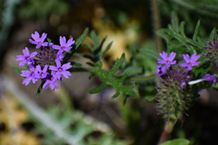 Glandularia bipinnatifida