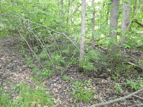 Ilex verticillata
