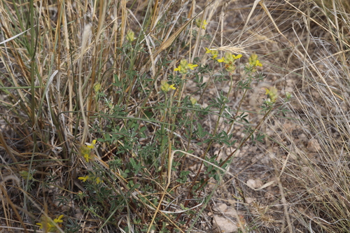 Image of Dalea nana by no rights reserved