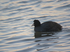 Fulica atra