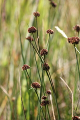 Juncus bolanderi