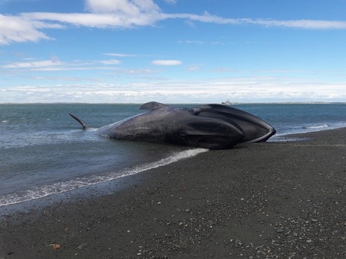 Photo of Blue whale (Balaenoptera musculus)