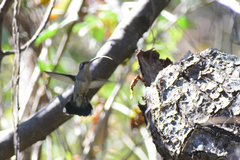 Cynanthus latirostris