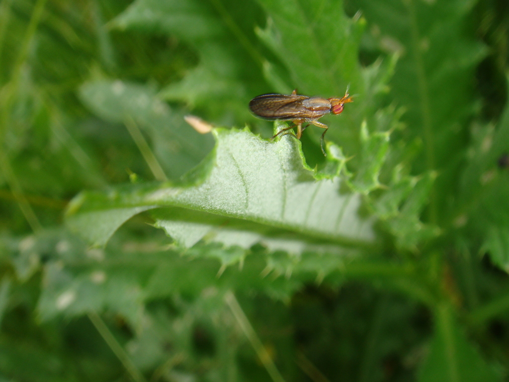 Limnia conica