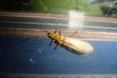 Eccoptura xanthenes