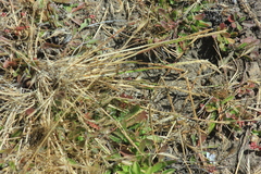Agrostis blasdalei