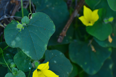 Schizocarpum parviflorum