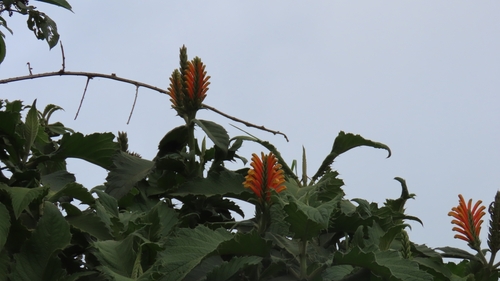 Image of Aphelandra Acanthifolia (Aphelandra acanthifolia) by (c) Luis Fer JP, some rights reserved (CC BY)