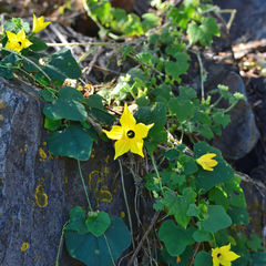 Schizocarpum parviflorum