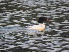 Mergus merganser