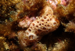 Hemimycale columella