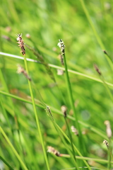Eleocharis macrostachya