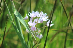 Allium unifolium