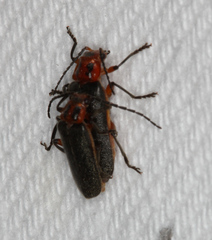 Atalantycha bilineata