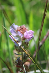 Sidalcea calycosa rhizomata