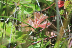 Sidalcea calycosa rhizomata