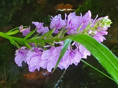 Dactylorhiza foliosa image