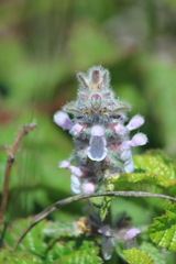 Stachys ajugoides