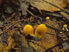 Lycoperdon flavotinctum
