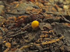 Lycoperdon flavotinctum