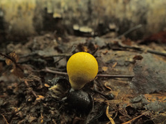 Lycoperdon flavotinctum