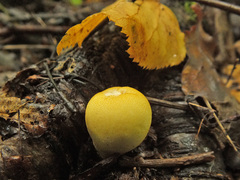 Lycoperdon flavotinctum