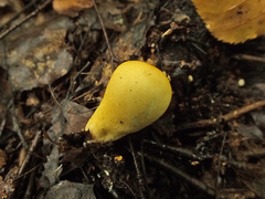 Lycoperdon flavotinctum