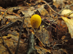 Lycoperdon flavotinctum
